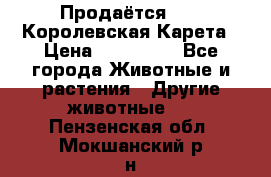 Продаётся!     Королевская Карета › Цена ­ 300 000 - Все города Животные и растения » Другие животные   . Пензенская обл.,Мокшанский р-н